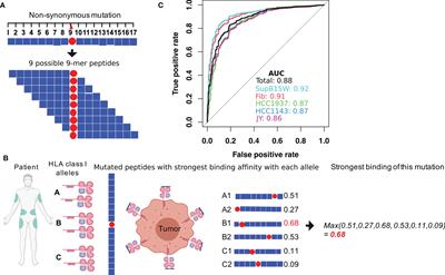 Influence of T Cell-Mediated Immune Surveillance on Somatic Mutation Occurrences in Melanoma